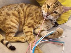 -啵啵喵·猫咖(攀华国际店)
