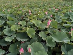 -羊亭河湿地公园