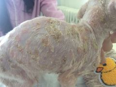 -宠颐生中康贝怡动物医院