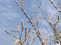 -咸阳湖景区-古渡公园