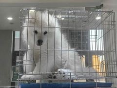 -南京宠物基地·宠物狗宠物猫售卖(南京店)