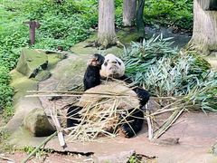 -都江堰中华大熊猫苑