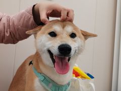 -美联众合爱康动物医院•复杂内科•肿瘤科•牙科•腔镜诊疗中心