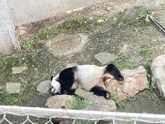 -沈阳森林动物园