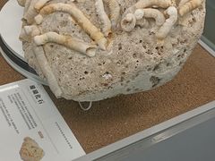 -天津古林古海岸遗迹博物馆