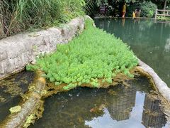 -成都市活水公园