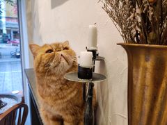 -猫友咖啡店(玉林西路店)