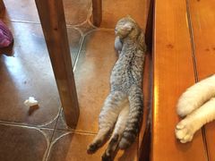 -李小姐の猫咖啡馆(五角场店)