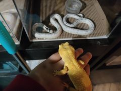 -抱暴龙爬宠·异宠·撸宠撸爬主题馆(大学路店)