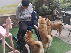 -柴犬高等学院·狗咖·柴犬售卖·宠物训练