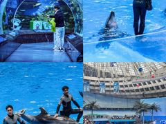 -海合安成都极地海洋公园