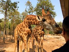 -清迈夜间动物园