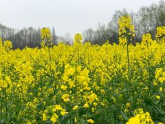-桤木河湿地公园