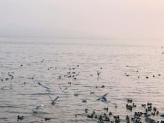 -深圳湾公园(南山区)