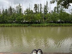 -合肥滨湖国家森林公园