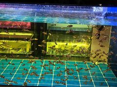 -中环花鸟鱼虫市场