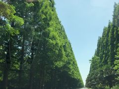 -黄海国家森林公园