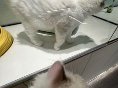 -babydoll猫舍·米努特·德文·缅因(久光中心店)