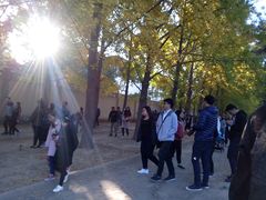 -三里屯东五街银杏大道