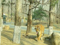 -北京野生动物园