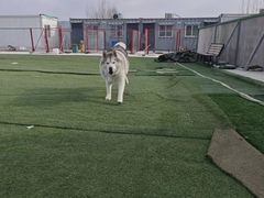 -宠物寄养训练学校