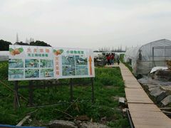 -青浦采草莓天天草莓园