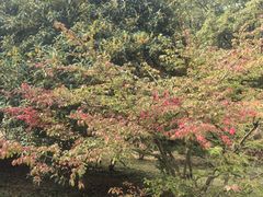 -白塘生态植物园