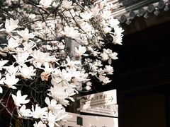 -龙华寺