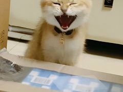 -屋虎猫馆(宝安大仟里店)