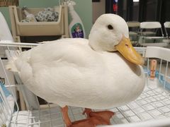 -怪兽屋·羊驼·猫咖·狗咖(俊华广场店)