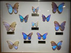 -上海昆虫博物馆