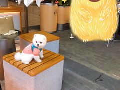 -喜茶(深圳喜荟城店)