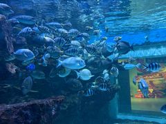 -海合安成都极地海洋公园