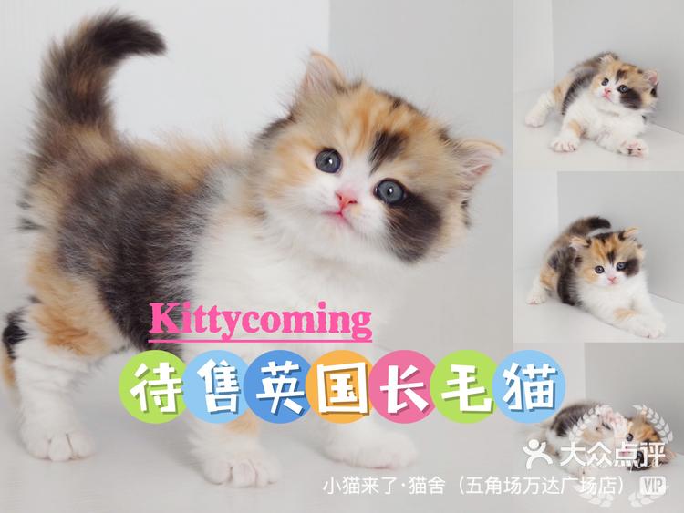 上海靠谱猫舍| 英国长毛猫|365天售后保障-大众点评