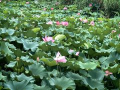 -昆山城市生态森林公园