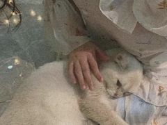 -猫爷宠物生活馆·撸猫馆
