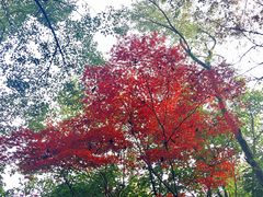 -峨眉山报国寺