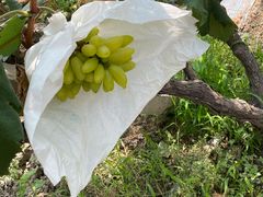 -马陆小张葡萄园农家乐