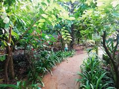 -呀路古热带植物园
