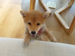 -柴犬小屋·柴餐厅·狗咖食堂(金鼎广场店)