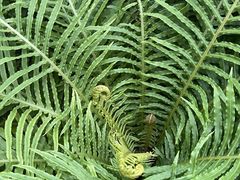 -国家植物园南园