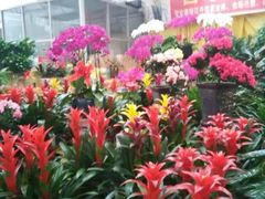 -秦美花卉(天朗·莱茵小城2期店)