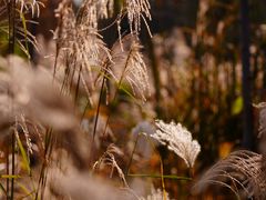 -贡湖湾湿地公园