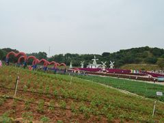 -松山湖梦幻百花洲