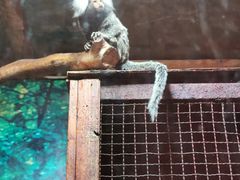 -上海大自然野生昆虫馆