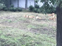 -西安秦岭野生动物园