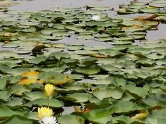 -白鹭湾湿地公园