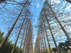 -黄海国家森林公园