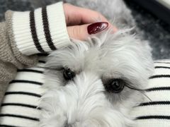 -瑞鹏宠物医院华南总院·夜诊·心脏科·骨科