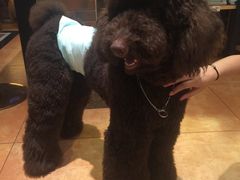 -more than meow吴止猫主题餐厅(承德 中船汇店)